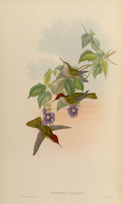 Eustephanus Galeritus = Sephanoides Sephaniodes by John Gould